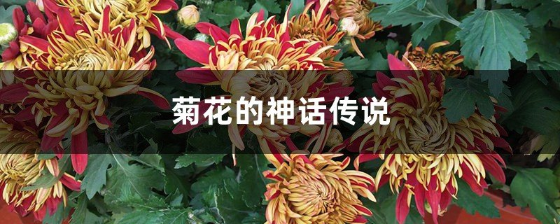杨玉才原创诗词楹联欣赏（图5）