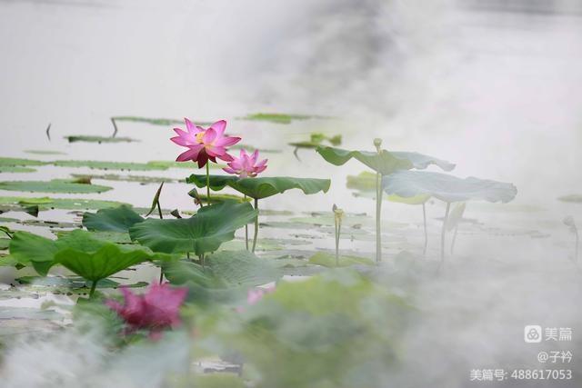 风雅诗社·第三十二·格律诗篇（图4）