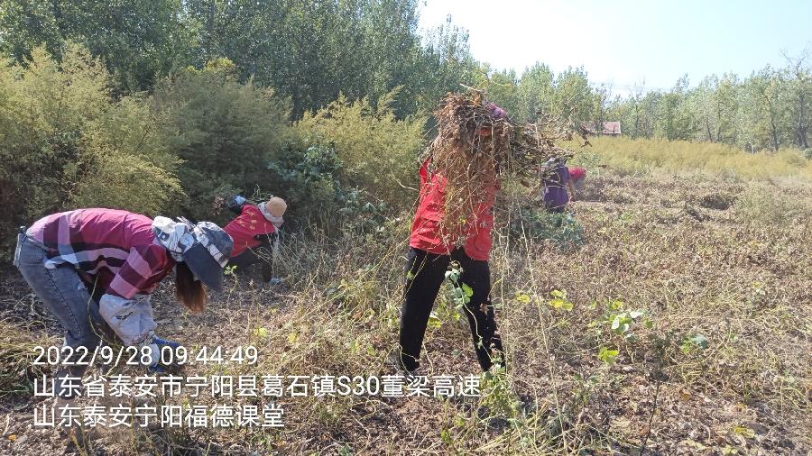 助老抢收情意浓 深入田间解民忧（图4）
