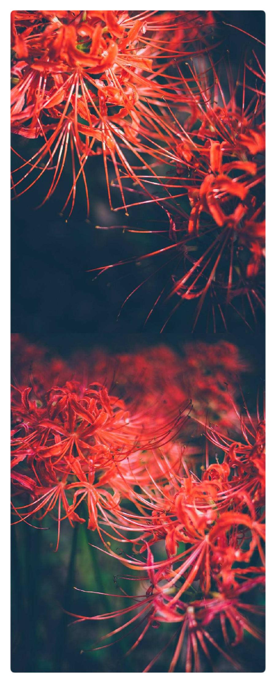 曼殊沙华的欢颜∥作者：湖畔烟树∥诵读：老菩提（图11）