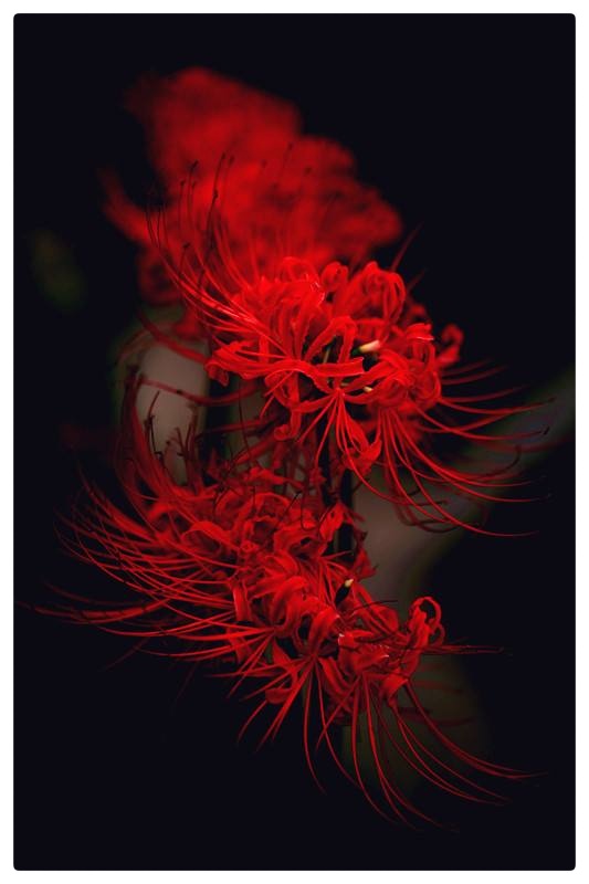 曼殊沙华的欢颜∥作者：湖畔烟树∥诵读：老菩提（图12）