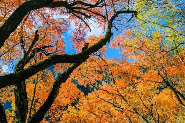 【神都诗社】第033期《嵌“独品秋山落叶黄”入诗、词》（图25）