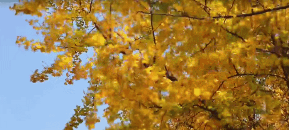 【枫雅汇看图约诗】第255期《枯枝更解秋风意》（图7）