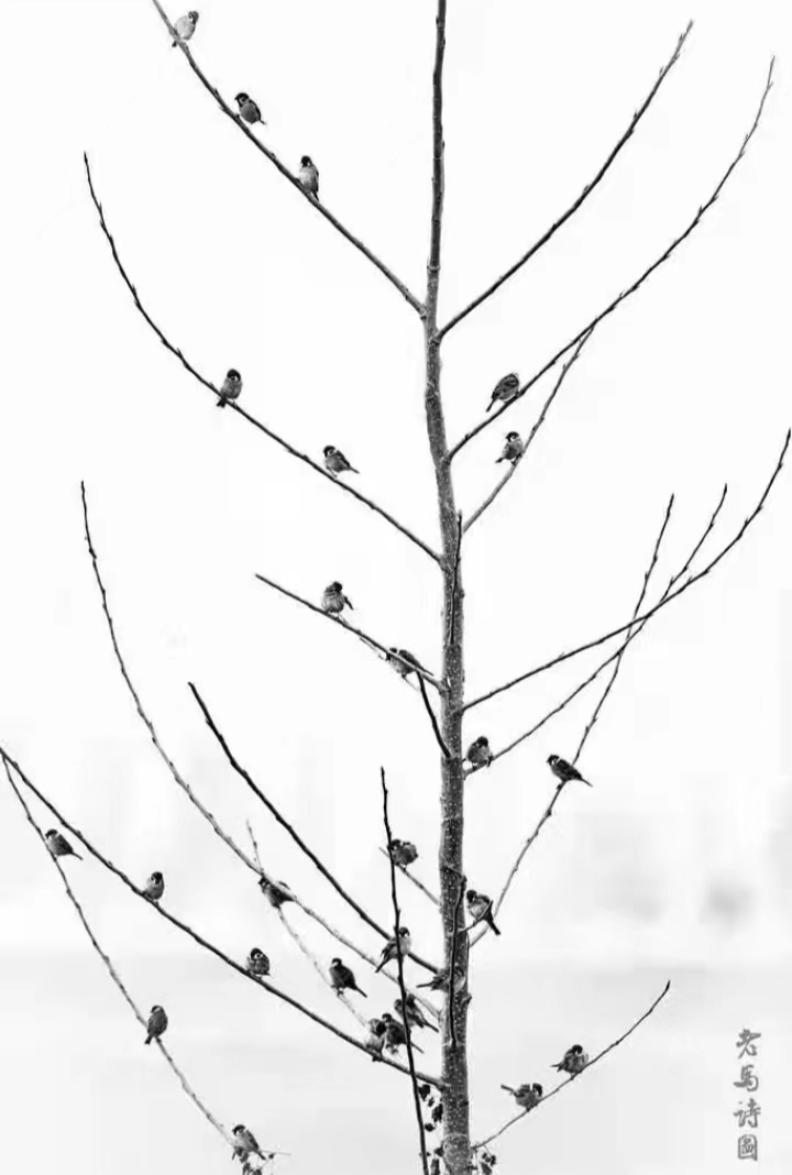 中华诗艺黑龙江分社/高德军:七绝•庆祝祖国七十三华诞(外二首)（图6）