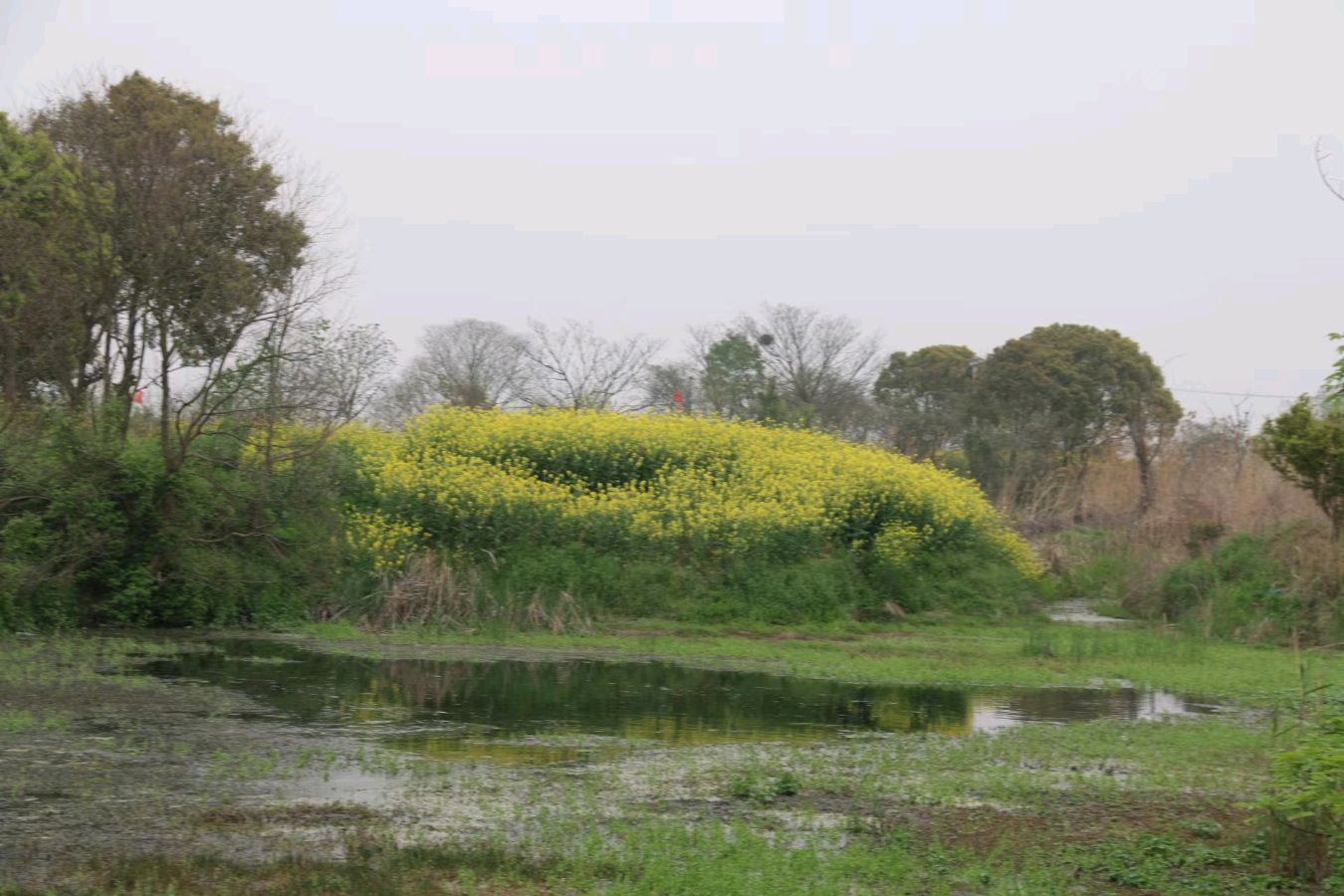 〔七绝〕湖熟八景 作者 赵阳春（南京）【冰心文化传媒】（图37）