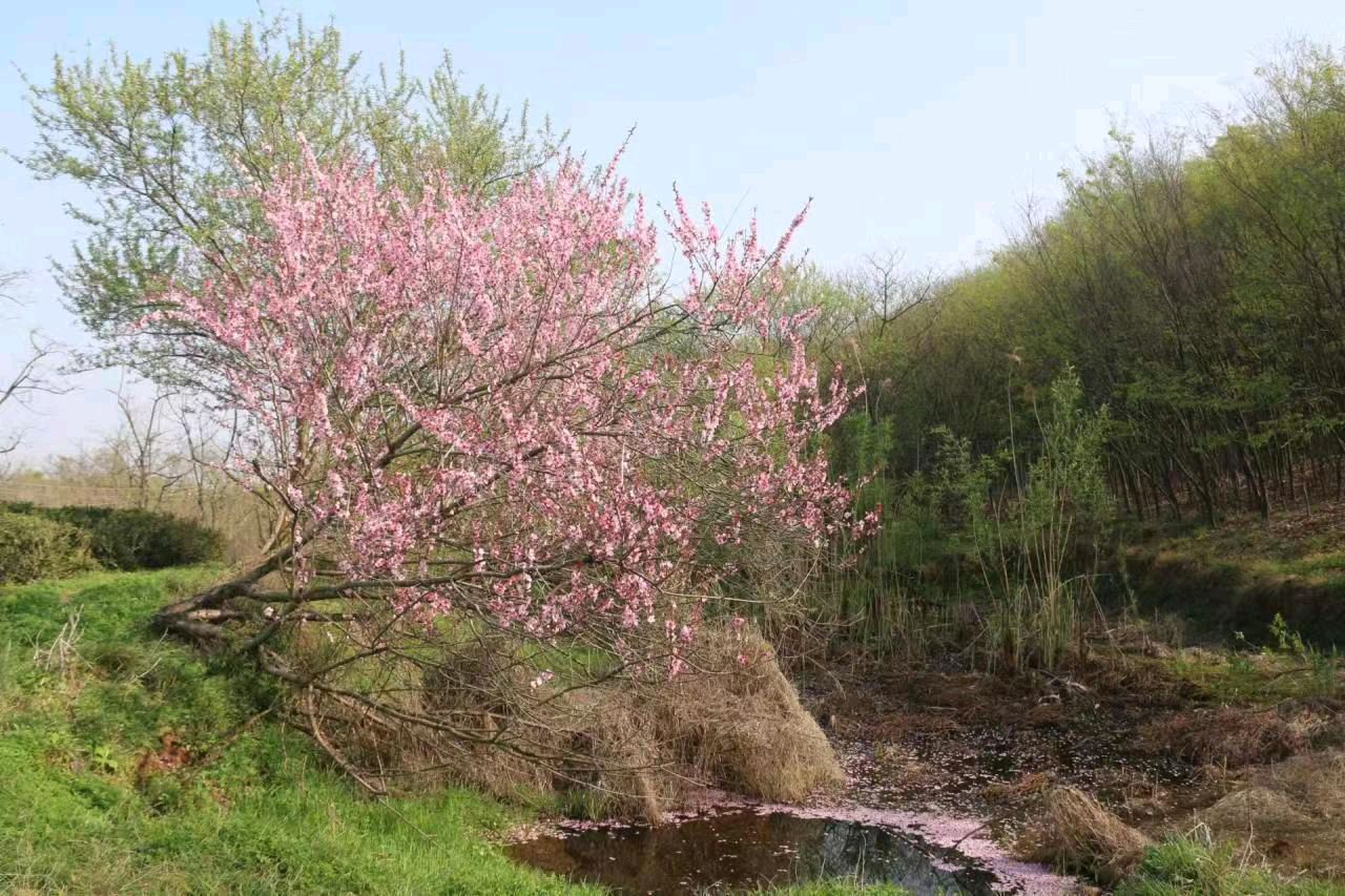 〔七绝〕湖熟八景 作者 赵阳春（南京）【冰心文化传媒】（图39）