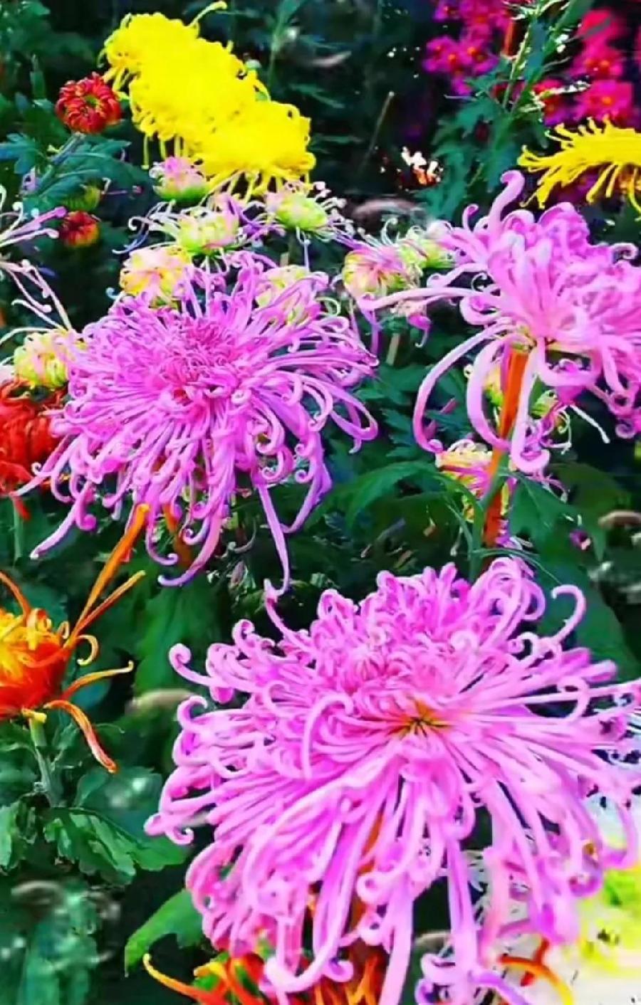 金雨五律【菊花】十首欣赏（图3）