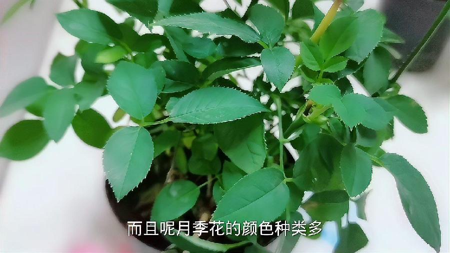 星火诗社九十五期个人专辑《常务副社长王元业系列作品(一)》(图24)