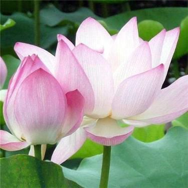 星火诗社九十五期个人专辑《常务副社长王元业系列作品(一)》(图60)