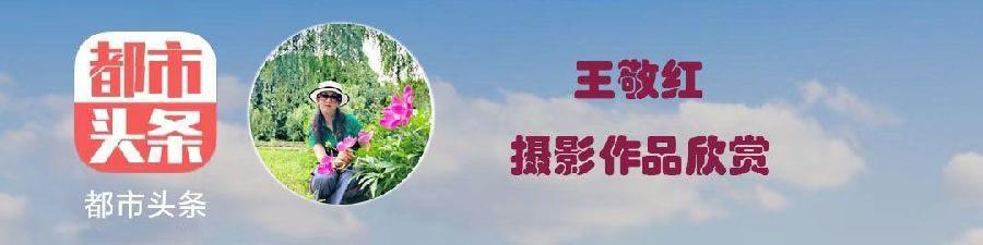 摄影师王敬红原创摄影《红山果》（图4）