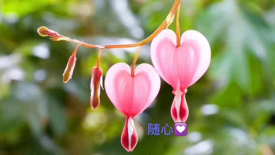 〔诗歌小辑〕秋水伊人*文/红叶（甘肃庆阳）【冰心文化传媒】（图8）