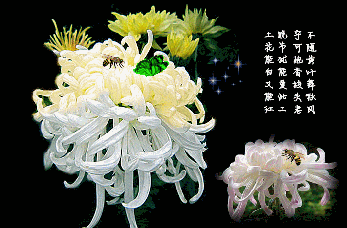〔诗词小辑〕*重阳节 * 周海峰(哈尔滨)【冰心文化传媒】（图5）