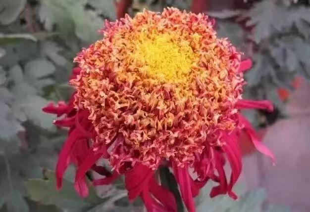 秋声—献给重阳节‖巴彦诗协诗词卷【267】（图4）