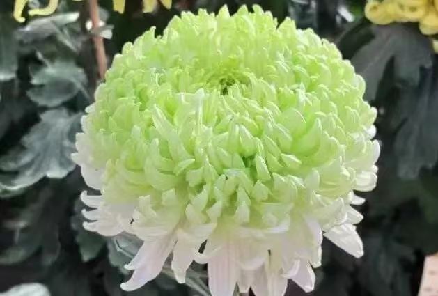 秋声—献给重阳节‖巴彦诗协诗词卷【267】（图6）