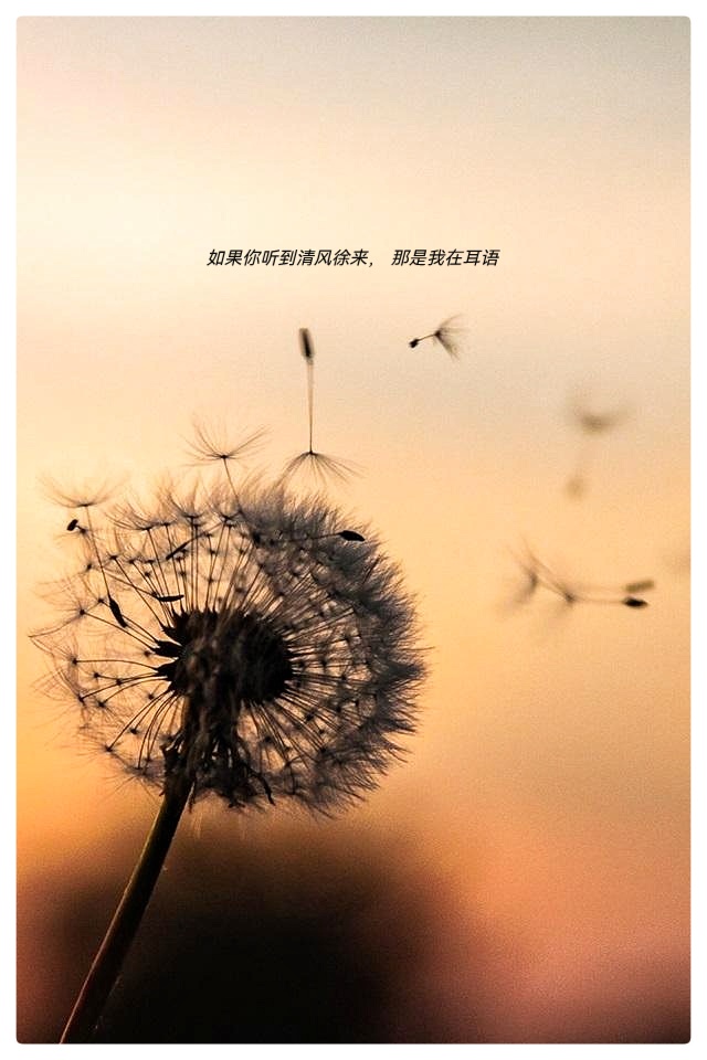 🎼 空谷中的安魂曲 🎼作者：湖畔烟树 诵读：老菩提（图10）