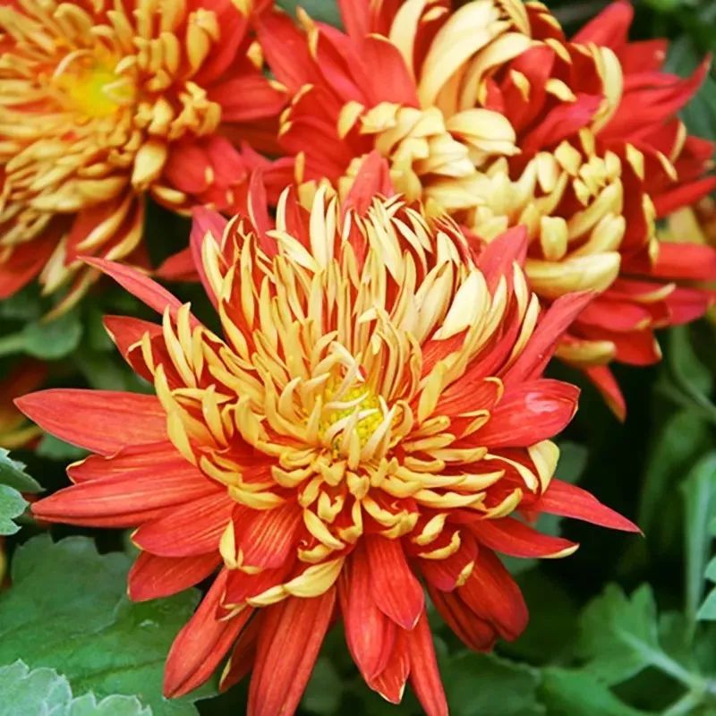 中华诗艺黑龙江分社推介/徐淑芳:南乡子•重阳节感怀(外一首)（图6）