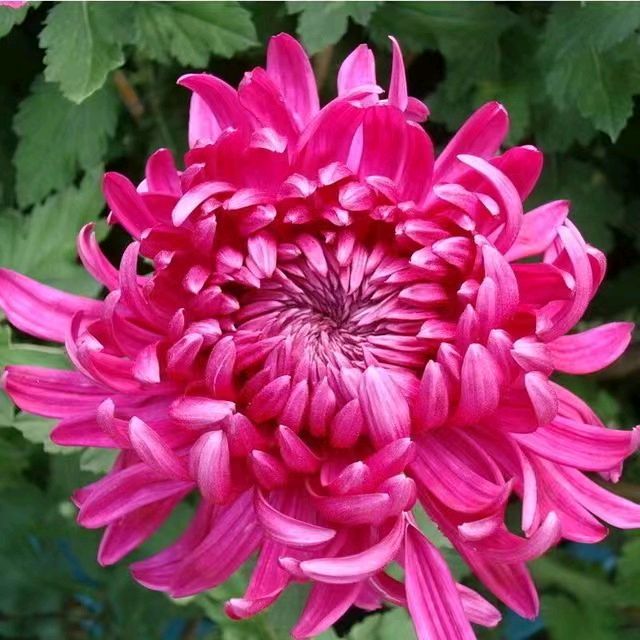 中华诗艺黑龙江分社推介/徐淑芳:南乡子•重阳节感怀(外一首)（图5）