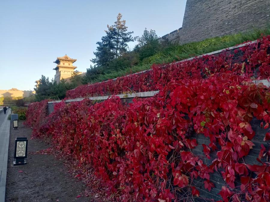 大同秋色（图3）