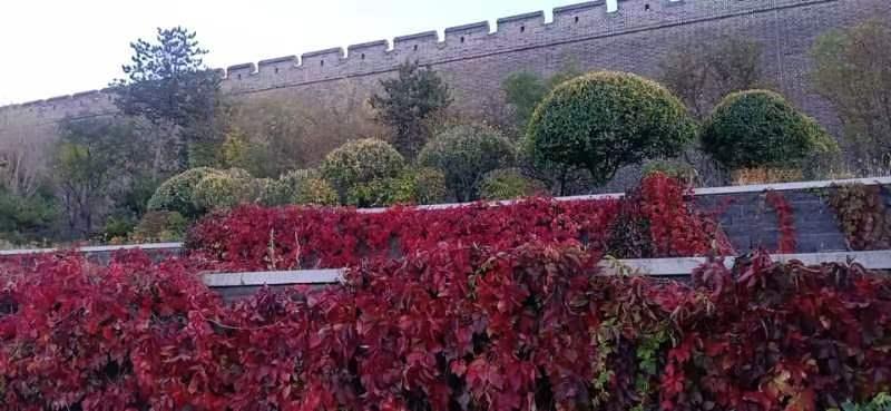 大同秋色