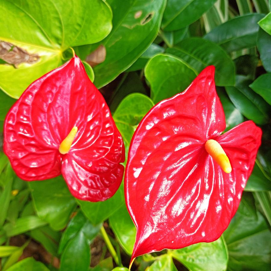 重阳节游香港公园（图4）