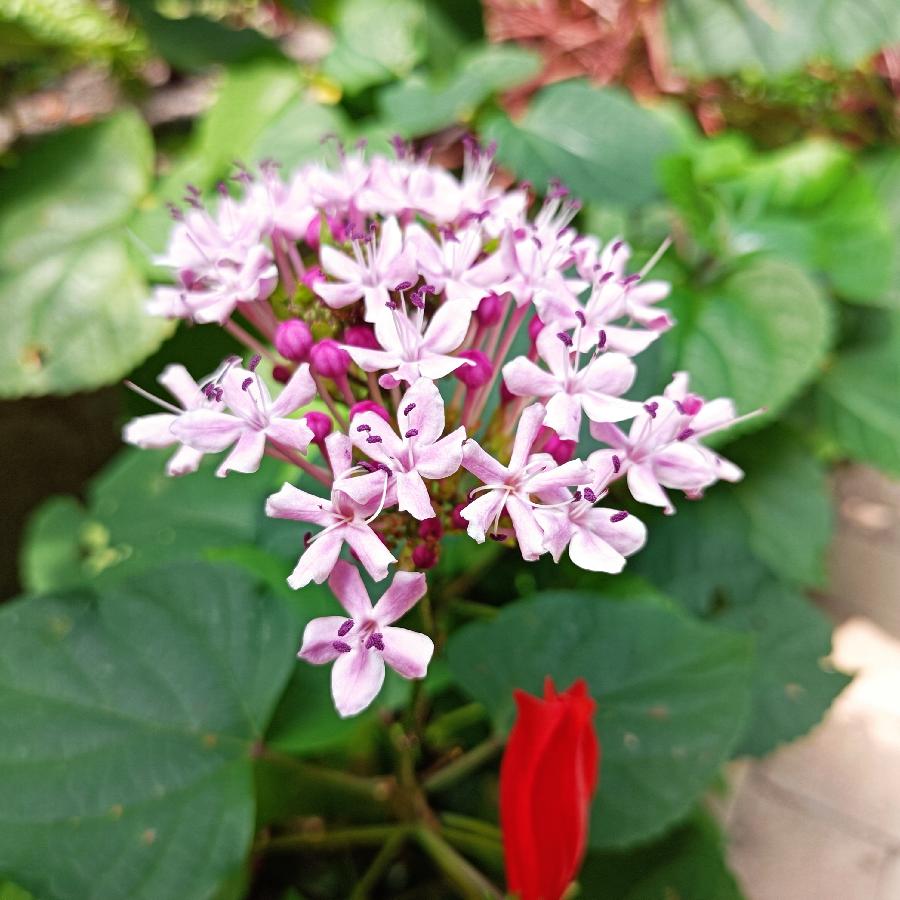 重阳节游香港公园（图6）