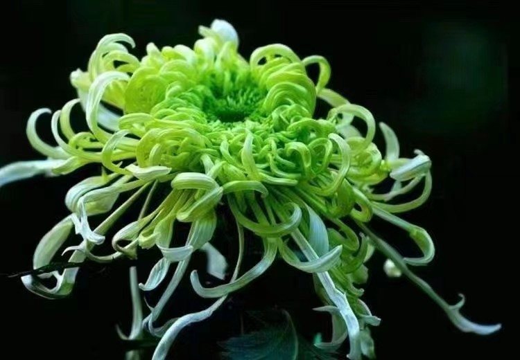 秋声—献给重阳节‖巴彦诗协诗词卷【267】（图10）
