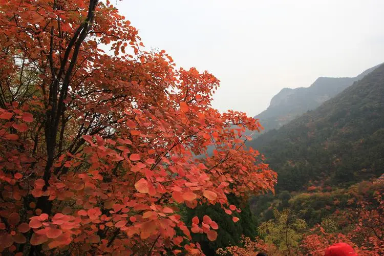 红 叶‖文图/赵京江（图12）