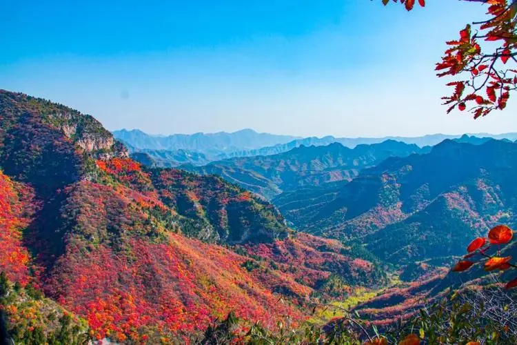红 叶‖文图/赵京江（图14）
