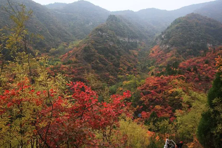 红 叶‖文图/赵京江（图15）