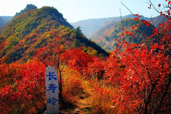 红 叶‖文图/赵京江（图8）