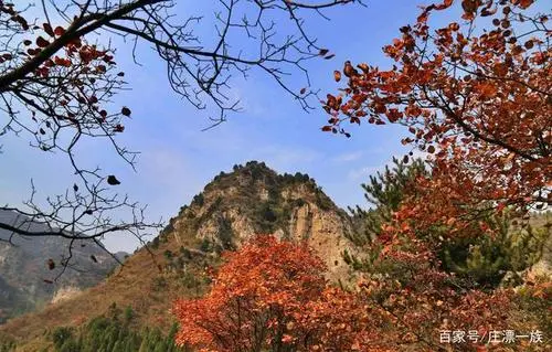 红 叶‖文图/赵京江（图7）