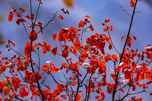 红 叶‖文图/赵京江（图9）