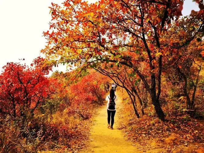 红 叶‖文图/赵京江（图4）