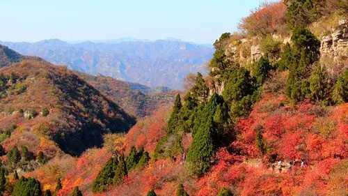 红 叶‖文图/赵京江（图3）