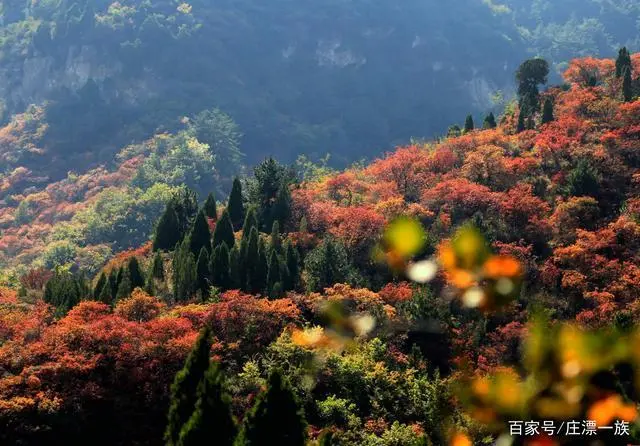 红 叶‖文图/赵京江（图5）