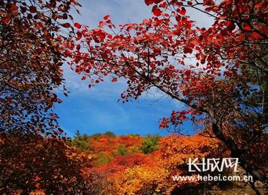 红 叶‖文图/赵京江（图6）