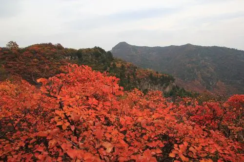 红 叶‖文图/赵京江