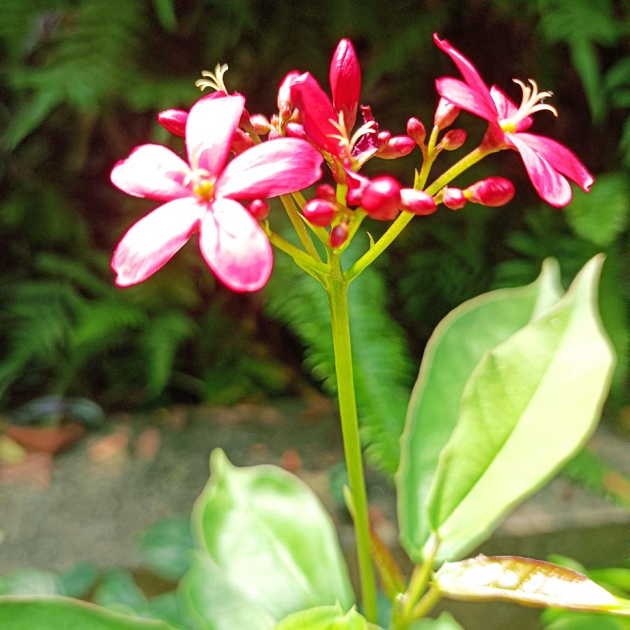 重阳节游香港公园（图7）