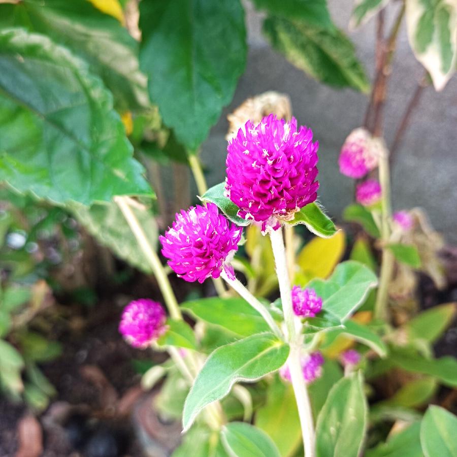 重阳节游香港公园（图8）