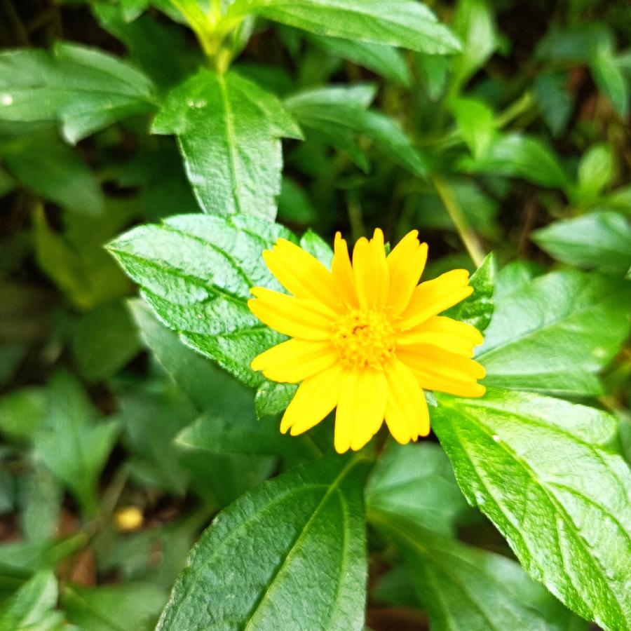 重阳节游香港公园（图9）