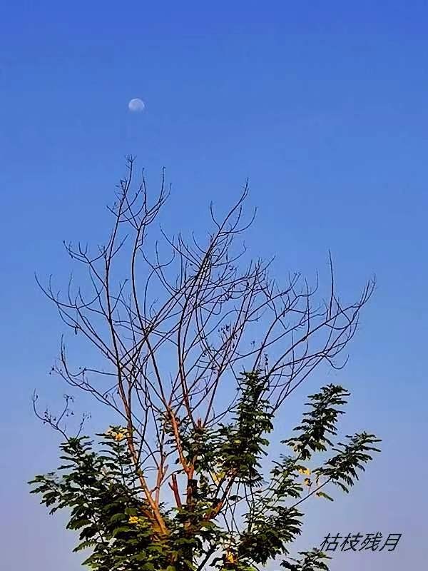 《李小燕老师佳作欣赏》《名家专刊》【九江文学社：北京头条】主编/洪新爱（图5）