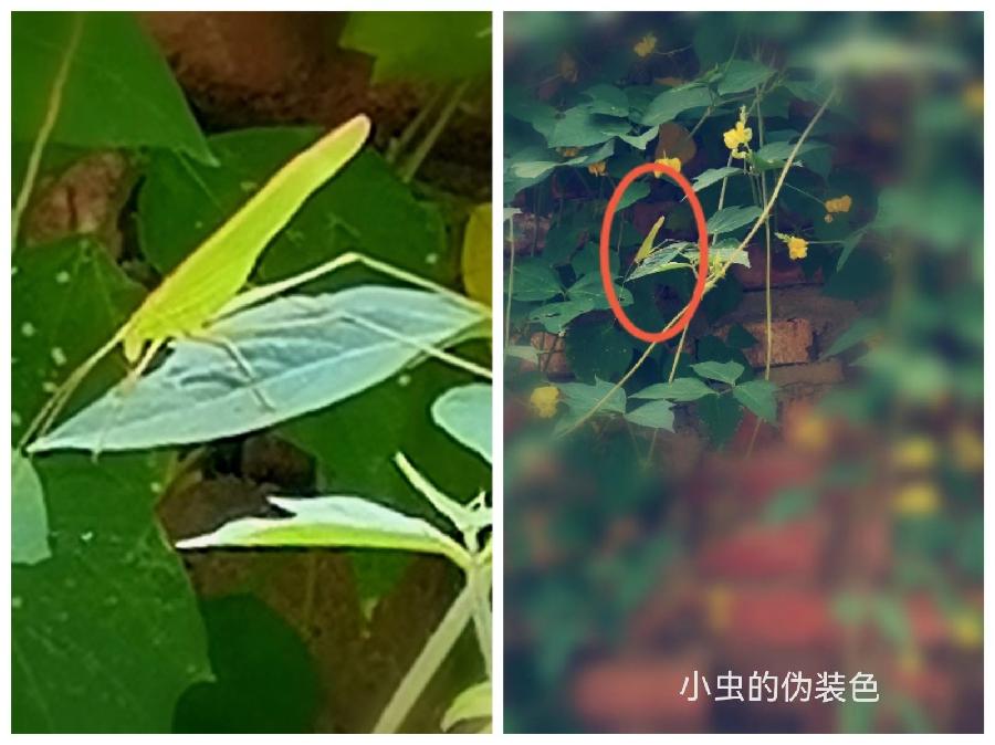 《李小燕老师佳作欣赏》《名家专刊》【九江文学社：北京头条】主编/洪新爱（图14）