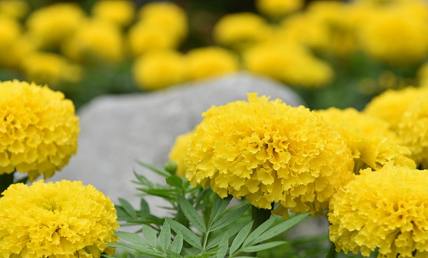 井陉诗协 | 壬寅重阳节同题诗词（图3）