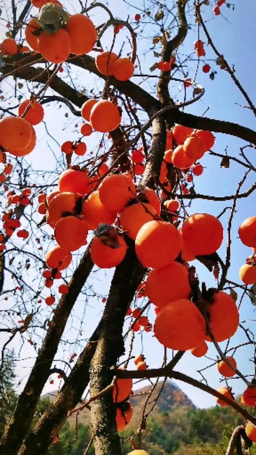 柿子红了‖文图/赵京江（图14）