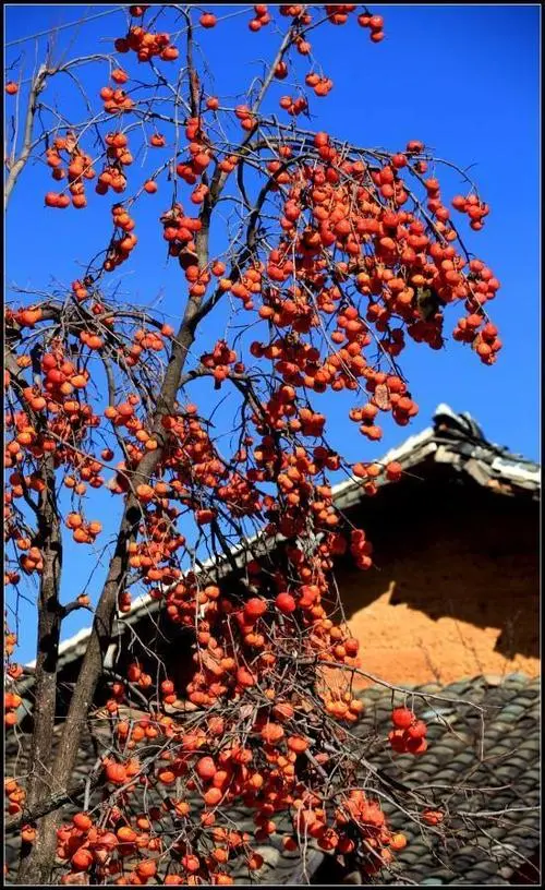柿子红了‖文图/赵京江（图2）