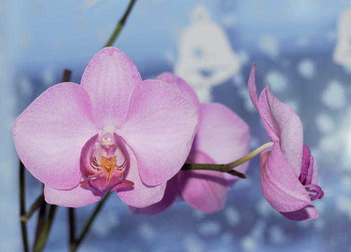 金华八咏诗社蒋瑾老师诗词欣赏（图5）