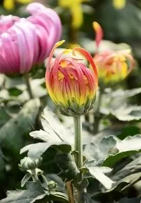 菊‖文图/赵京江（图18）