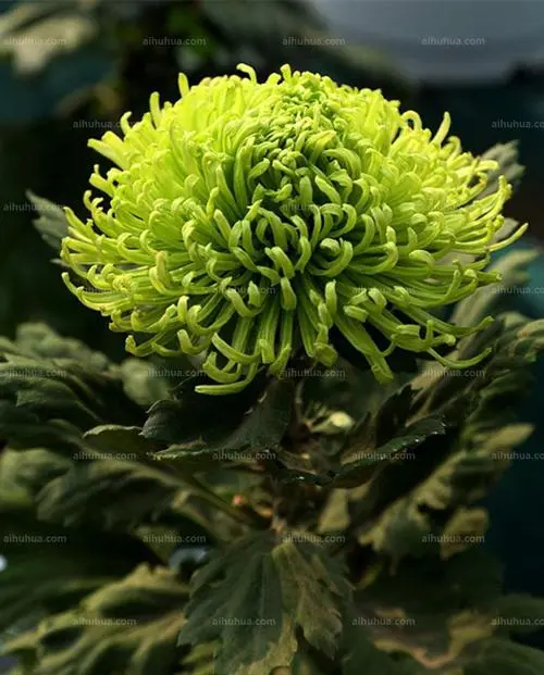 菊‖文图/赵京江（图15）