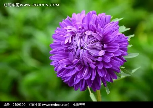 菊‖文图/赵京江（图9）