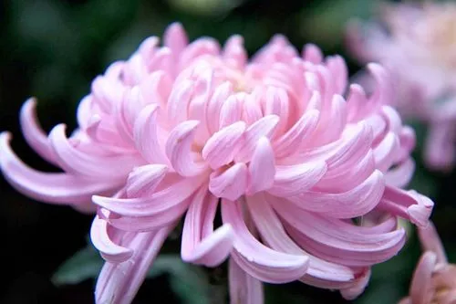 菊‖文图/赵京江（图6）